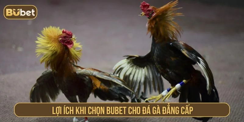 Đá Gà Đẳng Cấp BUBET – Xem Trực Tiếp Trận Gà Hay Nhất BUBET sở hữu nhiều ưu điểm nổi bật