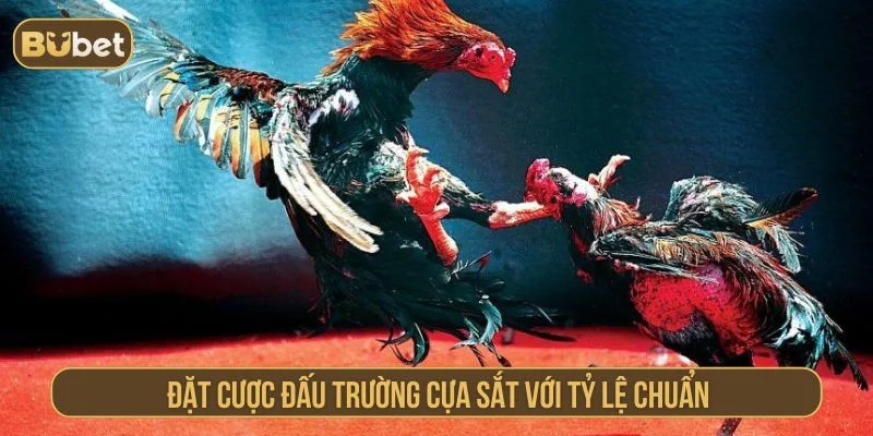 Đấu Trường Cựa Sắt BUBET – Gà Chiến Quyết Đấu Đỉnh Cao Các cách đặt cược đấu trường cựa sắt