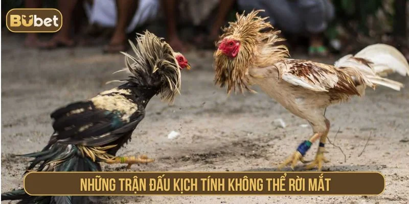 Các trận đá gà cựa sắt cực cuốn