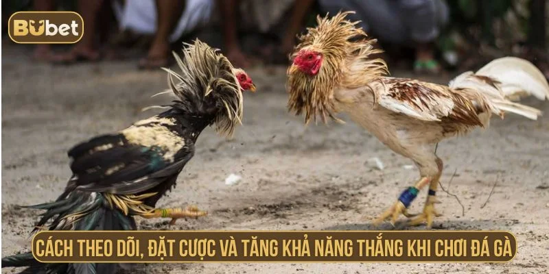 Cách tăng khả năng thắng khi cược đá gà cựa dao