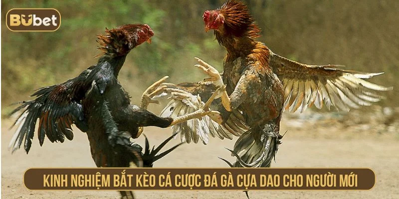 Đá gà cựa dao