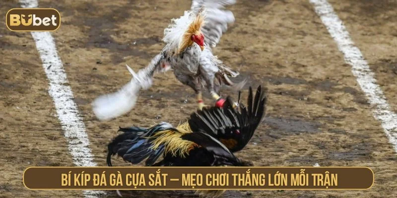 đá gà cựa sắt