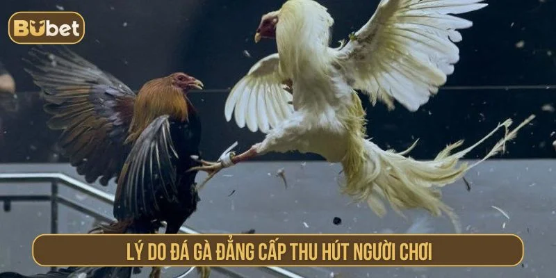 Đá Gà Đẳng Cấp BUBET – Xem Trực Tiếp Trận Gà Hay Nhất Đá gà đẳng cấp có nhiều điểm thu hút