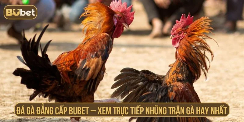 đá gà đẳng cấp