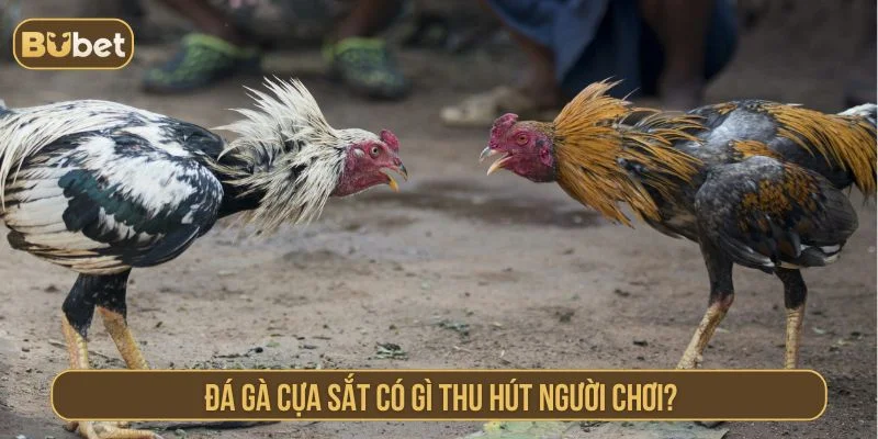 Điểm thu hút của đá gà cựa sắt