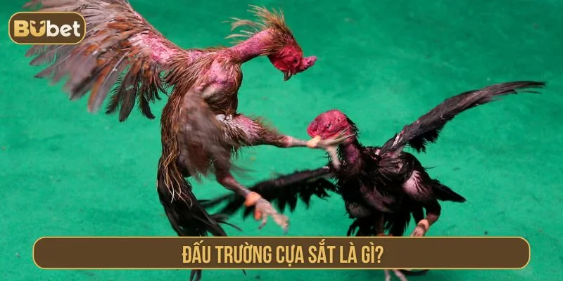 Đấu Trường Cựa Sắt BUBET – Gà Chiến Quyết Đấu Đỉnh Cao Giới thiệu về đấu trường cựa sắt tại BUBET
