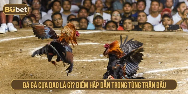 Giới thiệu về hình thức đá gà cựa dao