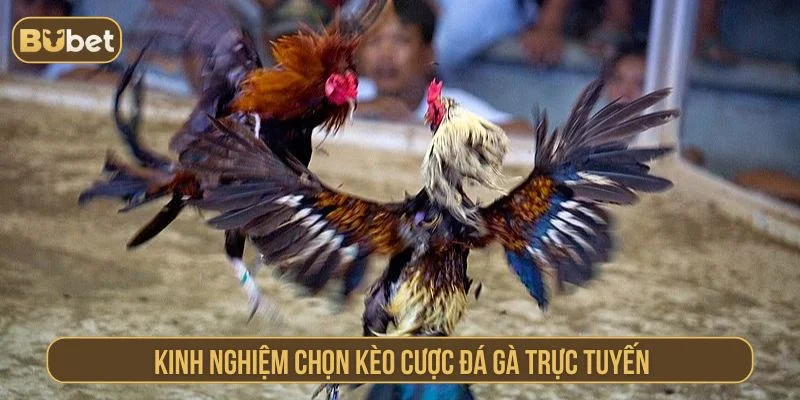 Đấu Trường Cựa Sắt BUBET – Gà Chiến Quyết Đấu Đỉnh Cao Gợi ý các kinh nghiệm cược đá gà