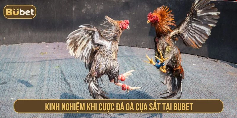 Những kinh nghiệm cược đá gà cựa sắt bạn cần biết