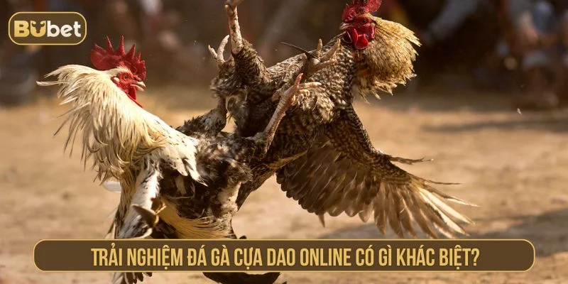 Trải nghiệm đá gà cựa dao đỉnh cao
